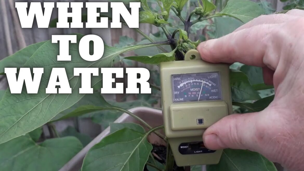 When To Water Your Plants [Gardening Allotment UK] [Grow Vegetables At Home ]