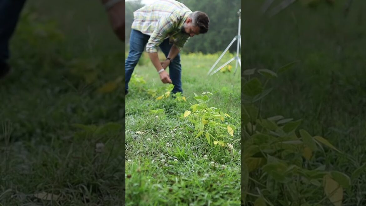 Harvesting from my overgrown garden #youtubenewwave Harvesting from my overgrown garden #youtubenewwave