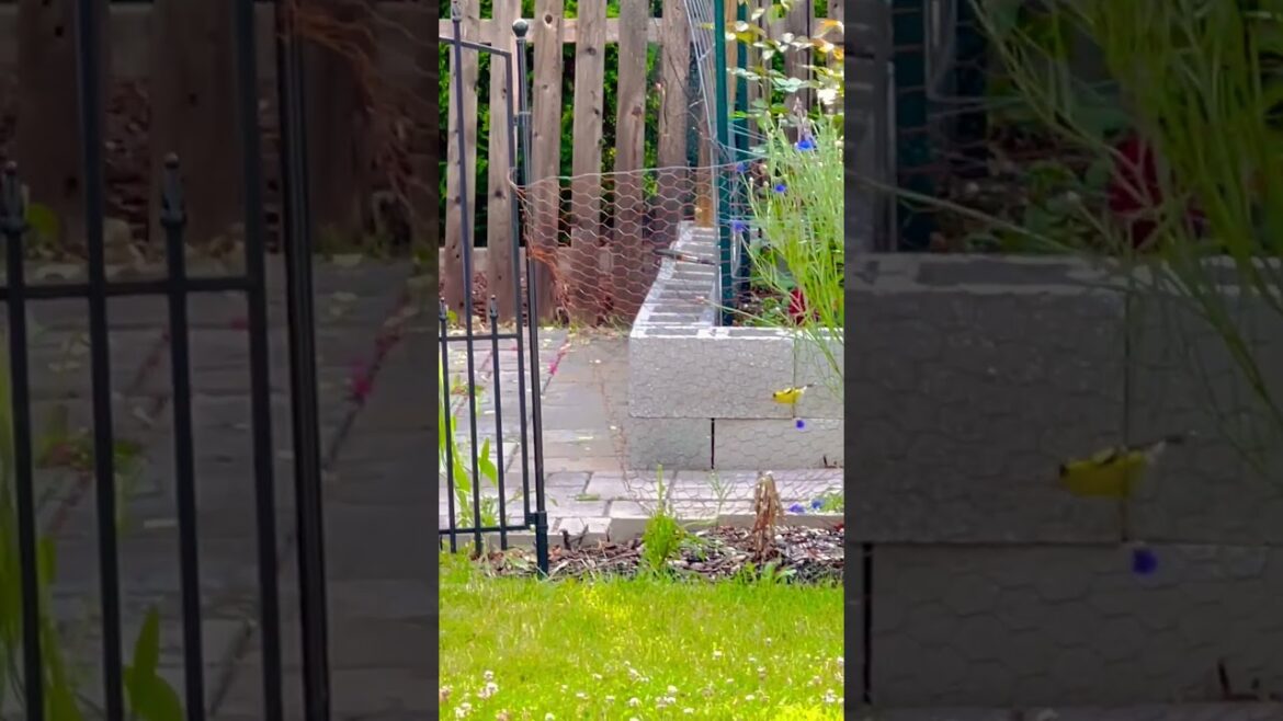 Cute little yellow Goldfinch bird eating bachelor buttons seedheads | Backyard Garden Highlights