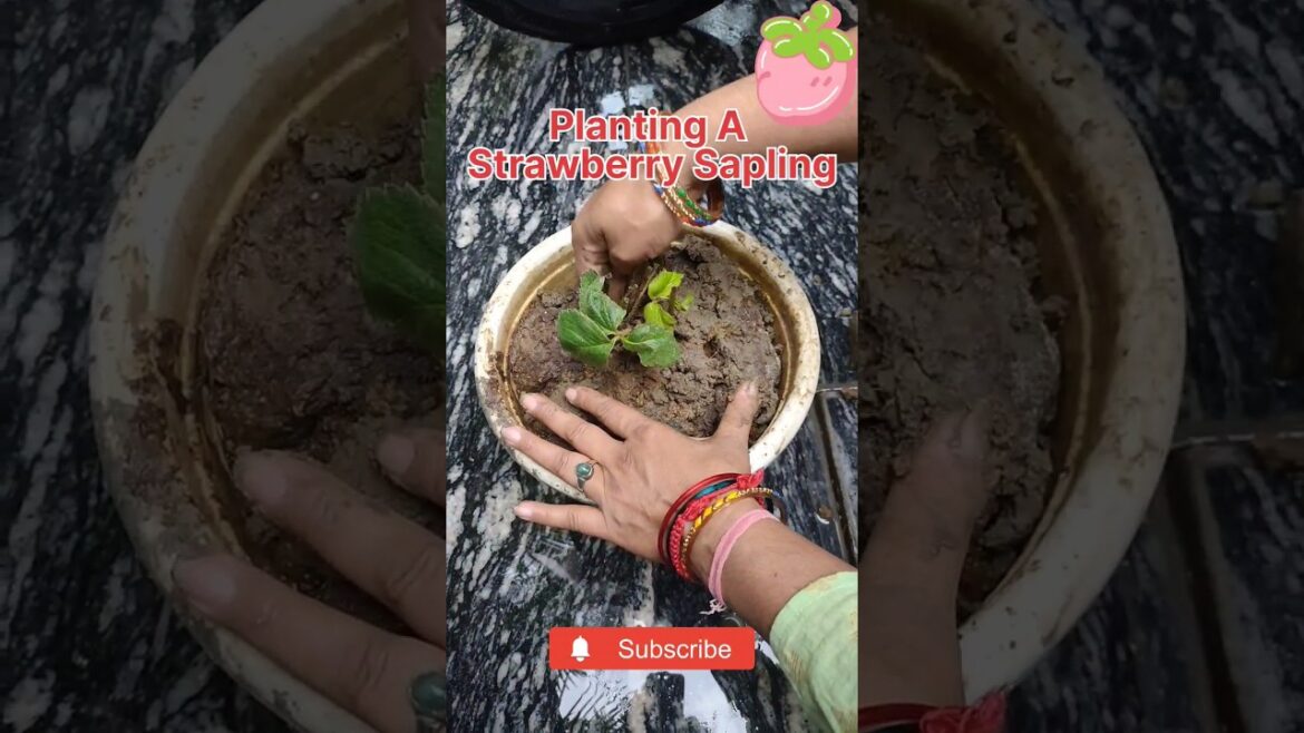 How To Grow Strawberries | Grow Strawberries at Home | How to grow strawberry plant #strawberry
