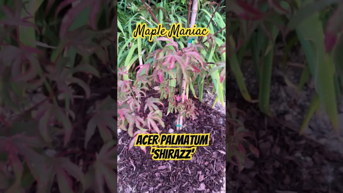 Acer Palmatum ‘Shirazz’ #japanesemaple #garden #landscape #maplemaniac