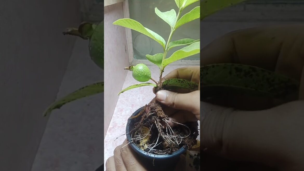 How to Grow Guava by Cutting | Step-by-Step Guide & Tips for Success #GuavaCutting #AssumePlants How to Grow Guava by Cutting | Step-by-Step Guide & Tips for Success #GuavaCutting #AssumePlants