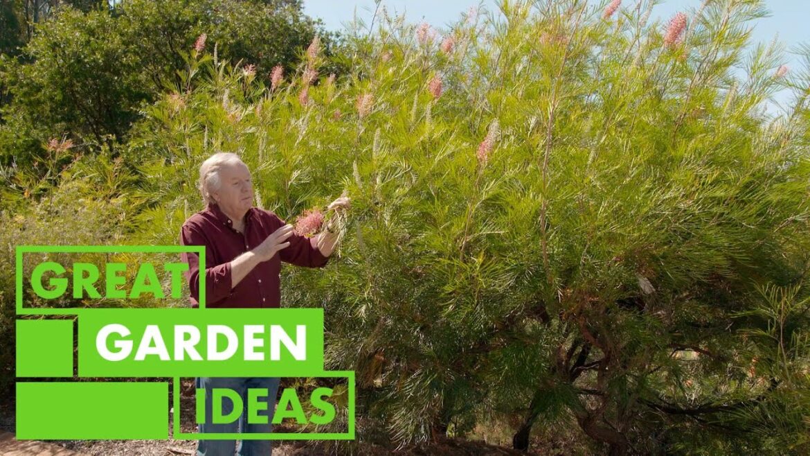 Grevillias 101 | GARDEN | Great Home Ideas Grevillias 101 | GARDEN | Great Home Ideas