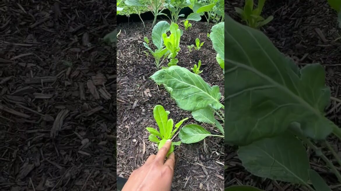 Garden Tour Vlog Garden Tour Vlog