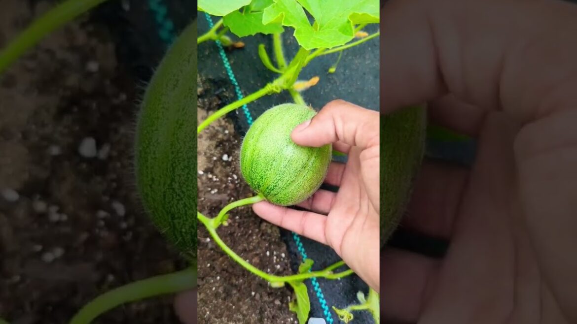 Midget Cantaloupe ! I'm super Excited about this! #shorts #gardening