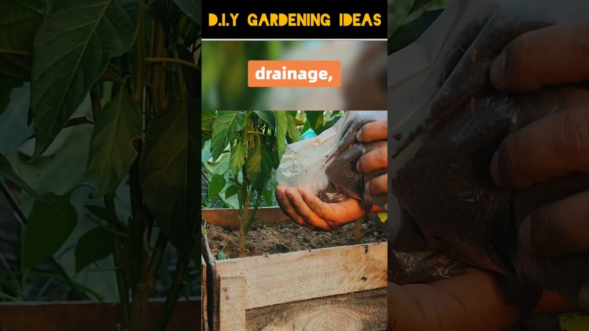 MIRACULOUS MAGIC Fertilizer IN GARDENING!