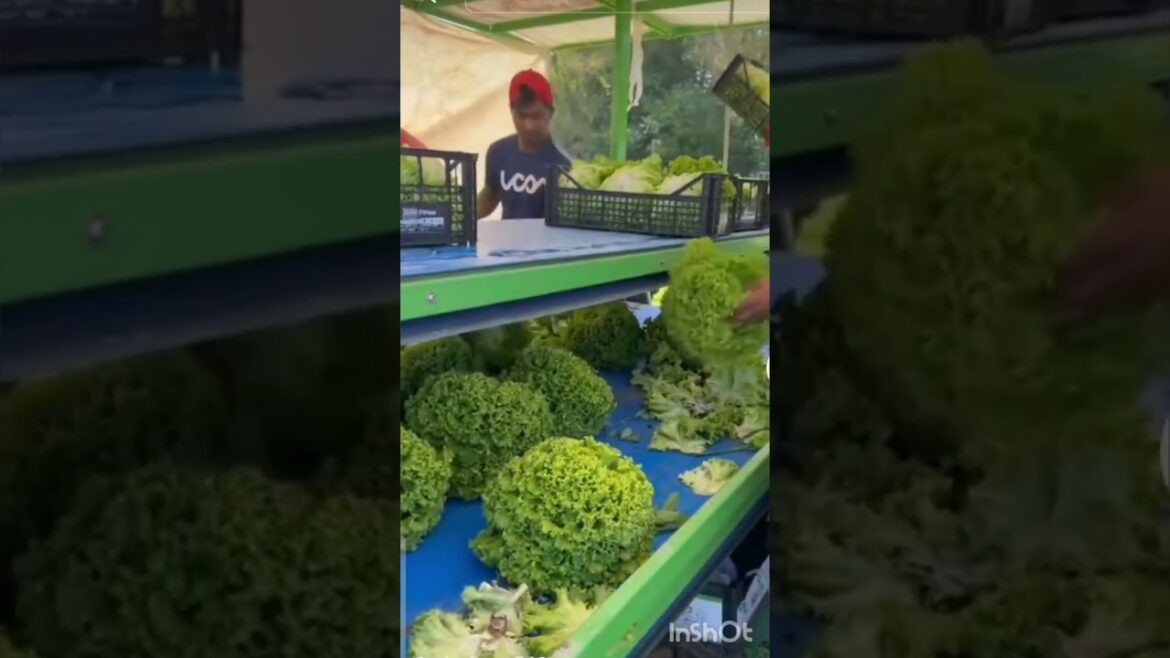 Lettuce Harvest 🥗
