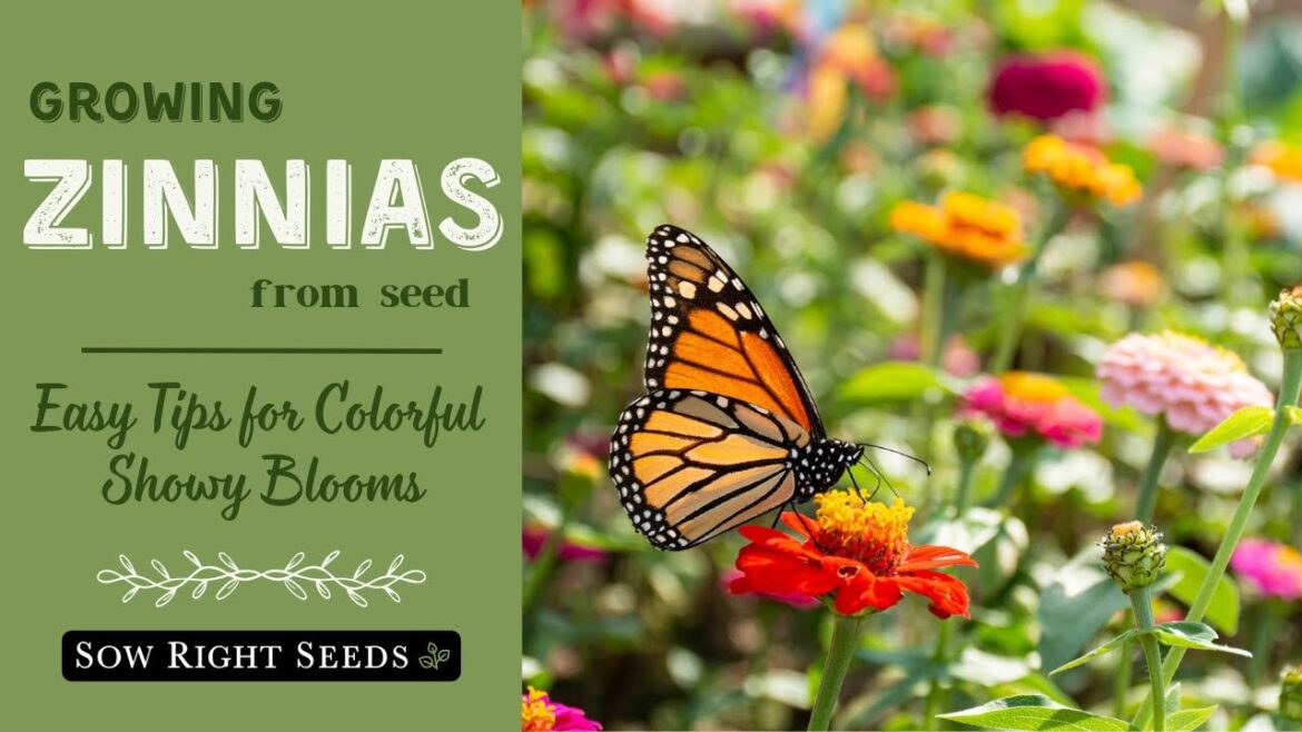 Why I Love Zinnias (And You Should Too!) | Benefits, Fun Facts & How to Grow