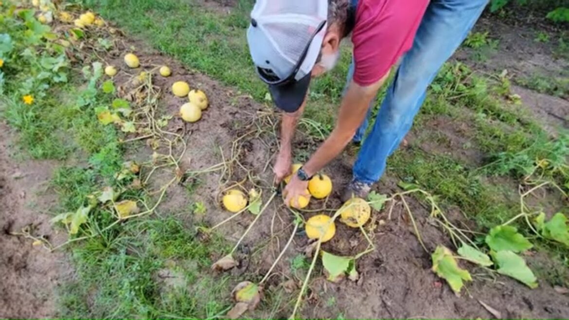 How Many Spaghetti Squash Did We Harvest? With and Without Copper Electroculture Antenna How Many Spaghetti Squash Did We Harvest? With and Without Copper Electroculture Antenna