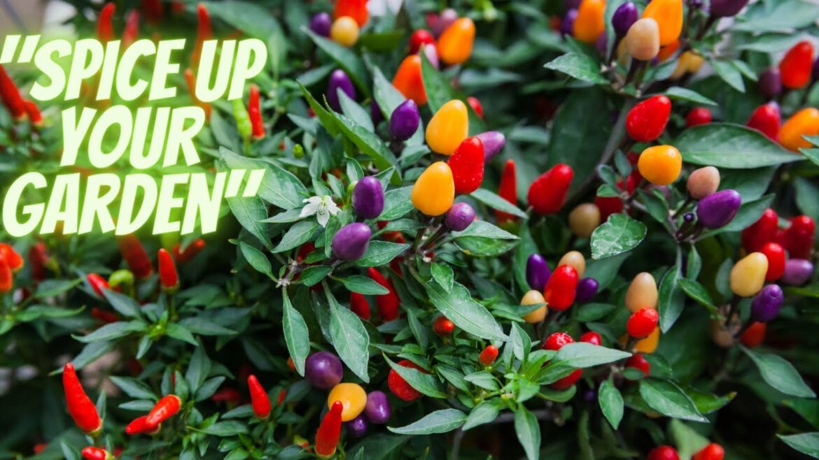 Do you want a colorful garden? Try planting ornamental peppers that are both lovely and delicious. Do you want a colorful garden? Try planting ornamental peppers that are both lovely and delicious.