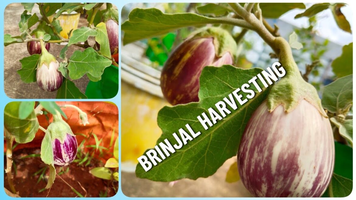 BRINJAL HARVESTING || HARVESTING  || GARDENING TIPS || GARDENING || TERRACE GARDENING.