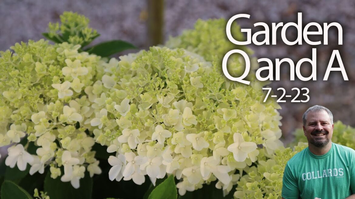 Great Garden Questions Answered - Aster yellows, Summer pruning and fertilizing, Transplanting