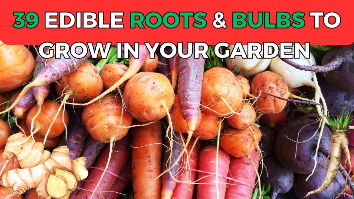 39 Edible Roots & Bulbs To Grow In Your Garden! 39 Edible Roots & Bulbs To Grow In Your Garden!