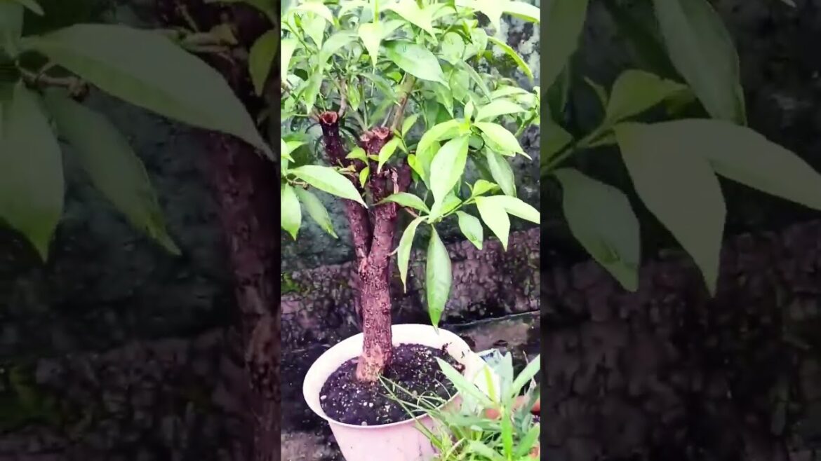 #viralvideo #shorts #bonsai #boxwoodbonsai