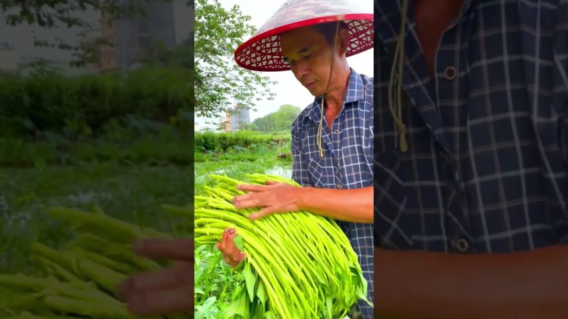 Picking water veggies! #vegetables #satisfying