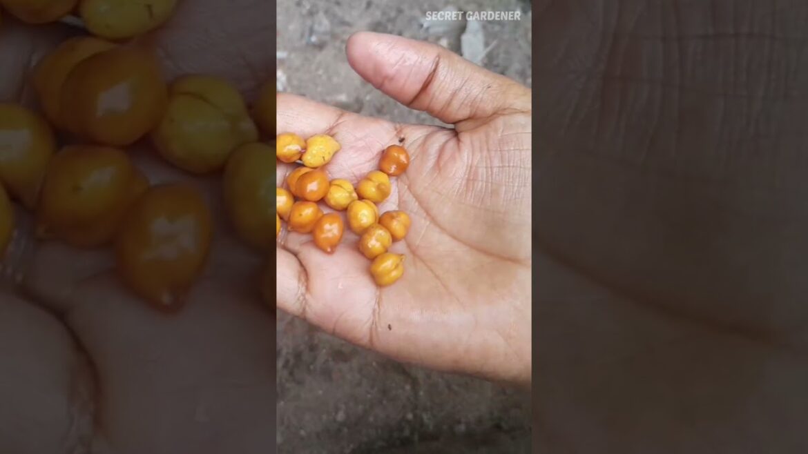 கடலை விதைக்கலாம் வாங்க #plant #tips #tamil #ideas #garden #gardening #seed #gardeningtips #shorts