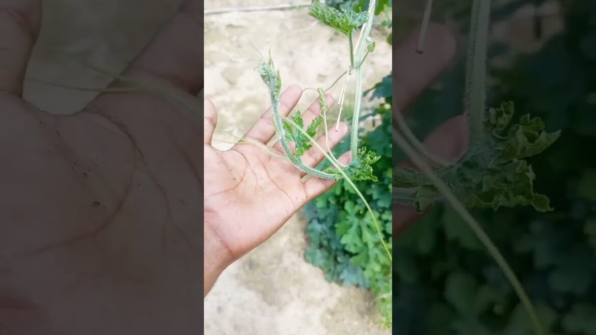corola plants #shorts #short #viral
