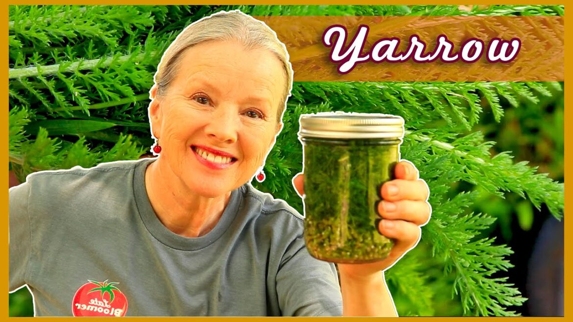 Kaye Kittrell: MEDICINAL YARROW | How to make Tincture, Transplanting, Harvesting + #cats! MEDICINAL YARROW | How to make Tincture, Transplanting, Harvesting + #cats!