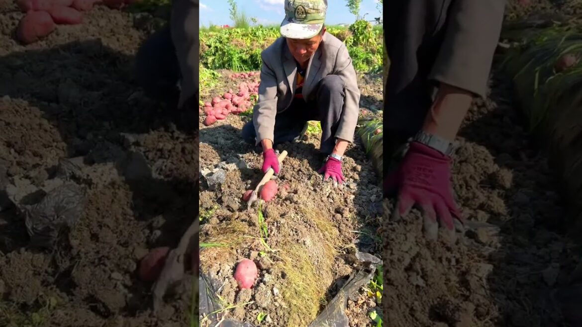 Potatoes harvesting season #amazingchina #havesting Potatoes harvesting season #amazingchina #havesting