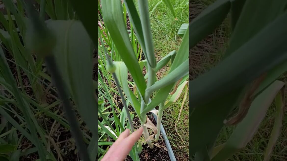 The Veggie Scrap Leeks Are Thriving!! I IrisHealingArts.com The Veggie Scrap Leeks Are Thriving!! I IrisHealingArts.com