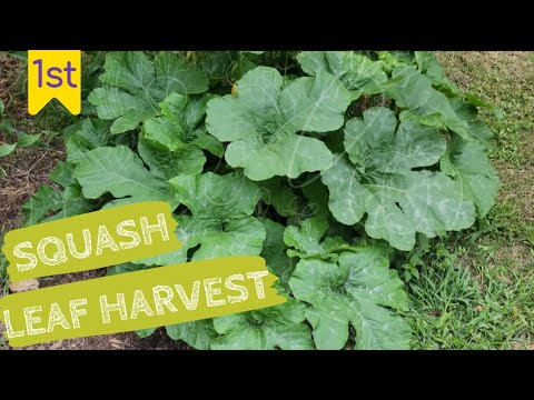 1st Squash Leaf Harvest ☘️ | Edible Leaves 1st Squash Leaf Harvest ☘️ | Edible Leaves