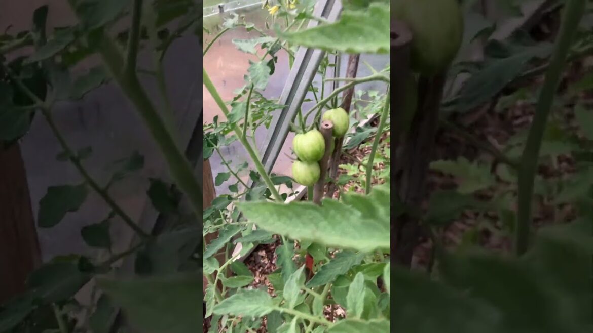 2488. We have …Courgettes 😃