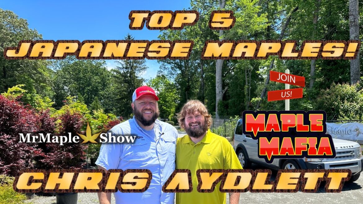 Chris’s Top 5 Japanese Maples Chris's Top 5 Japanese Maples