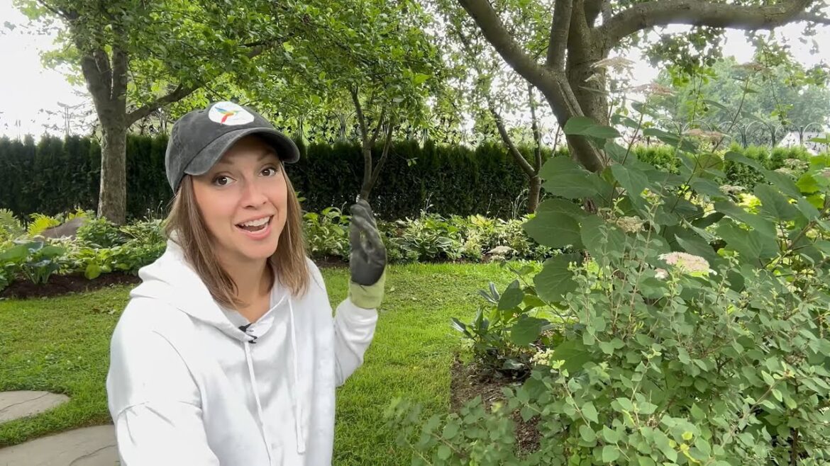 This Instant Hedge Changed the Course of our Lives!!! Planting an Evergreen Screen in our Garden❤️