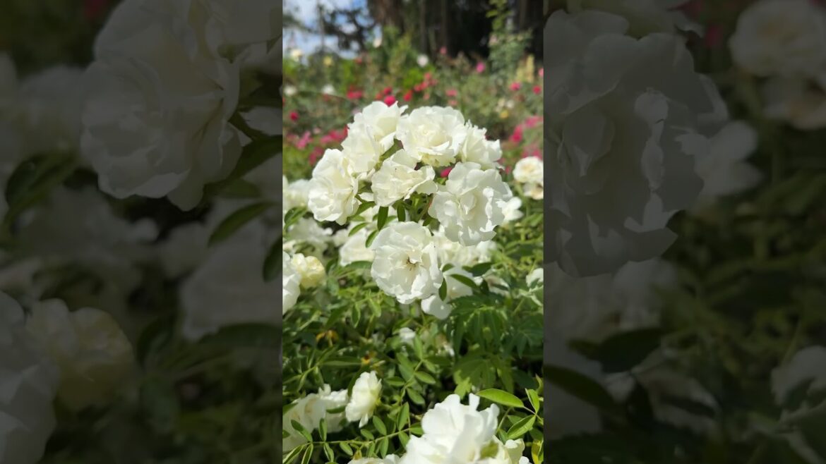 Rose garden visit 🌱❤️🌱❤️ #propagation #roseplant #plants #flower #flowersgarden