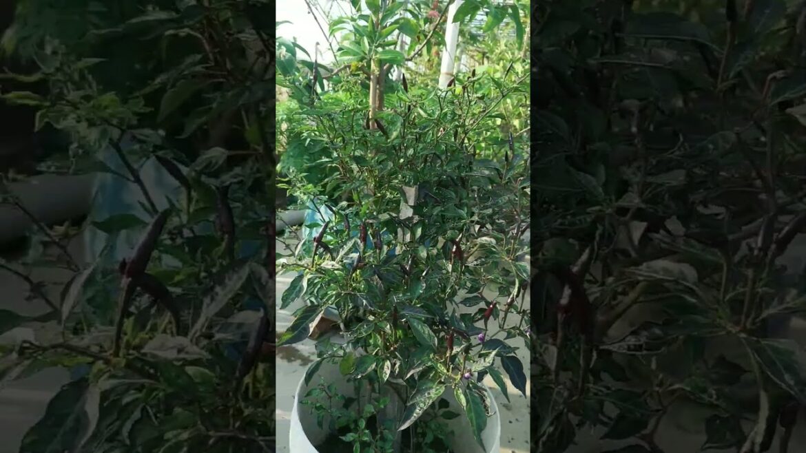 কাঁচা মরিচ/green chilli #viral #trends #trending #ytshorts #youtubeshorts #trendingshorts 🌶️🌶️