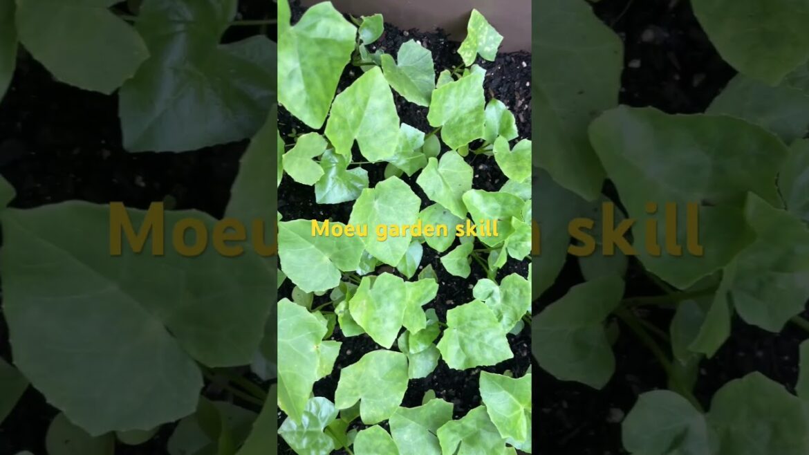 Amazing backyard garden