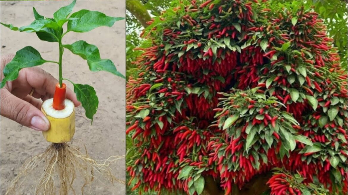 How to grafting chili peppers in bananas get more fruit than usual | How to grow peppers in bananas How to grafting chili peppers in bananas get more fruit than usual | How to grow peppers in bananas