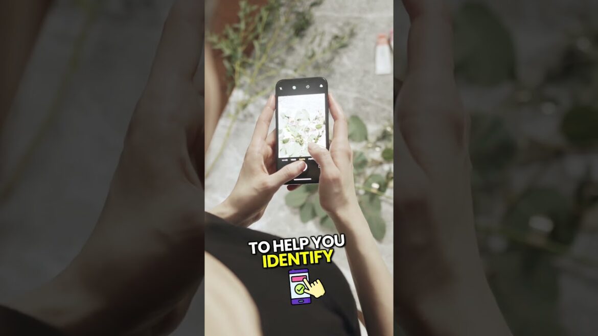 Finding edible wild mushrooms