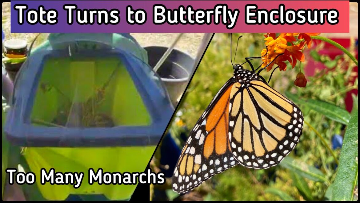 Monarch Butterflies All Over Garden, Caterpillars Rescued in Tote w/Milkweed, Turning into Chrysalis