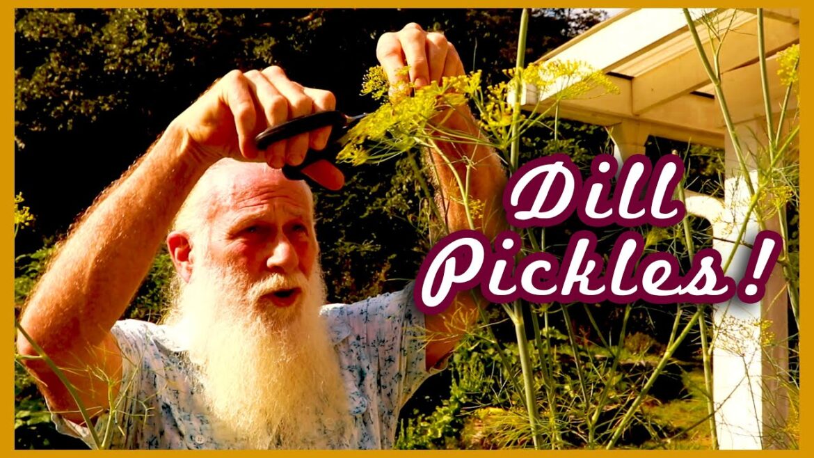 Kaye Kittrell: How to Make and Preserve DILL PICKLES How to Make and Preserve DILL PICKLES
