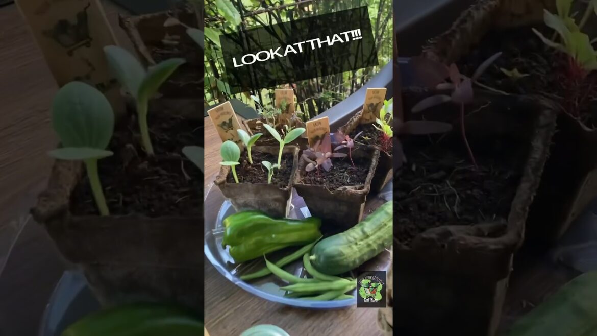 Chicago Apt. Gardener Grew This!