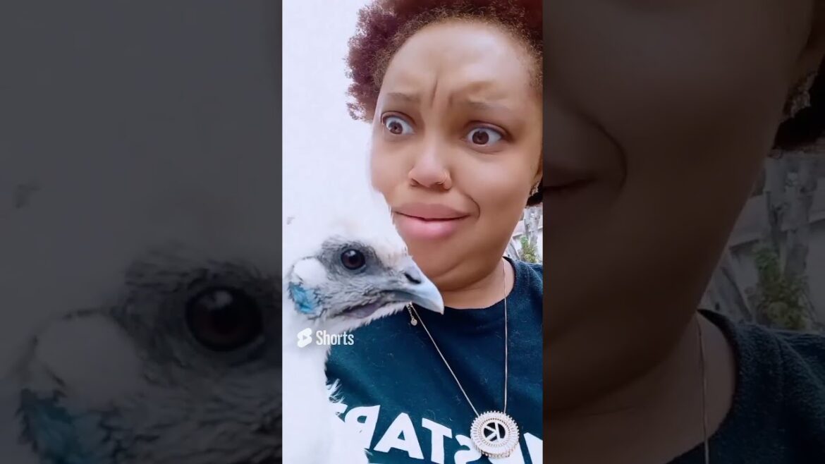 Darn Roleta 👀🐔