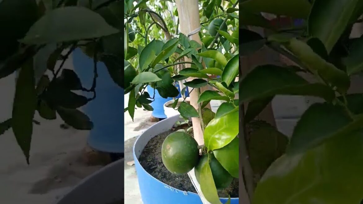 Malta /মাল্টা #viral #trends #ytshorts #youtubeshorts #shortvideo #viralvideo #fruits Malta /মাল্টা #viral #trends #ytshorts #youtubeshorts #shortvideo #viralvideo #fruits