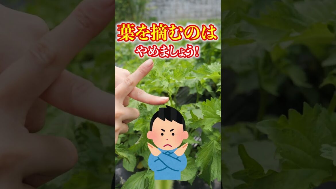 家庭菜園や農園のシソ栽培で大量収穫するには摘芯!収量アップさせるシソの育て方!【農園ライフ】#shorts 家庭菜園や農園のシソ栽培で大量収穫するには摘芯!収量アップさせるシソの育て方!【農園ライフ】#shorts
