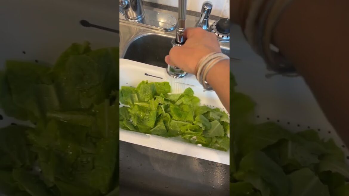 Home Gardening Post Harvest Tips - How To Wash Lettuce