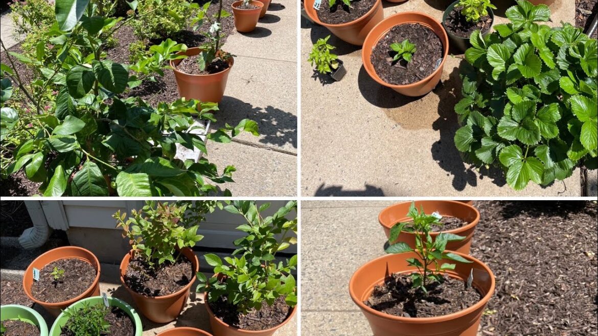 Container Garden update July 4th 2023: Ghost and other Spicy Peppers, Fig Tree, Lemon Tree Container Garden update July 4th 2023: Ghost and other Spicy Peppers, Fig Tree, Lemon Tree