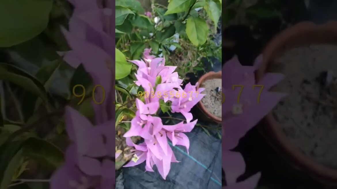 Bougainvillea most blooming variety online sale horticulture king kolkata nursery 9038556677 Bougainvillea most blooming variety online sale horticulture king kolkata nursery 9038556677