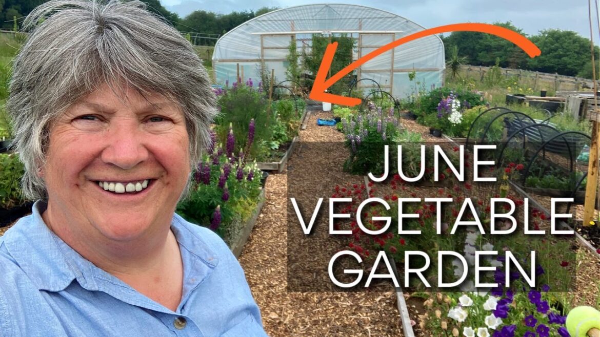 All the Vegetables in Kitchen Garden in June | Veg Garden Tour