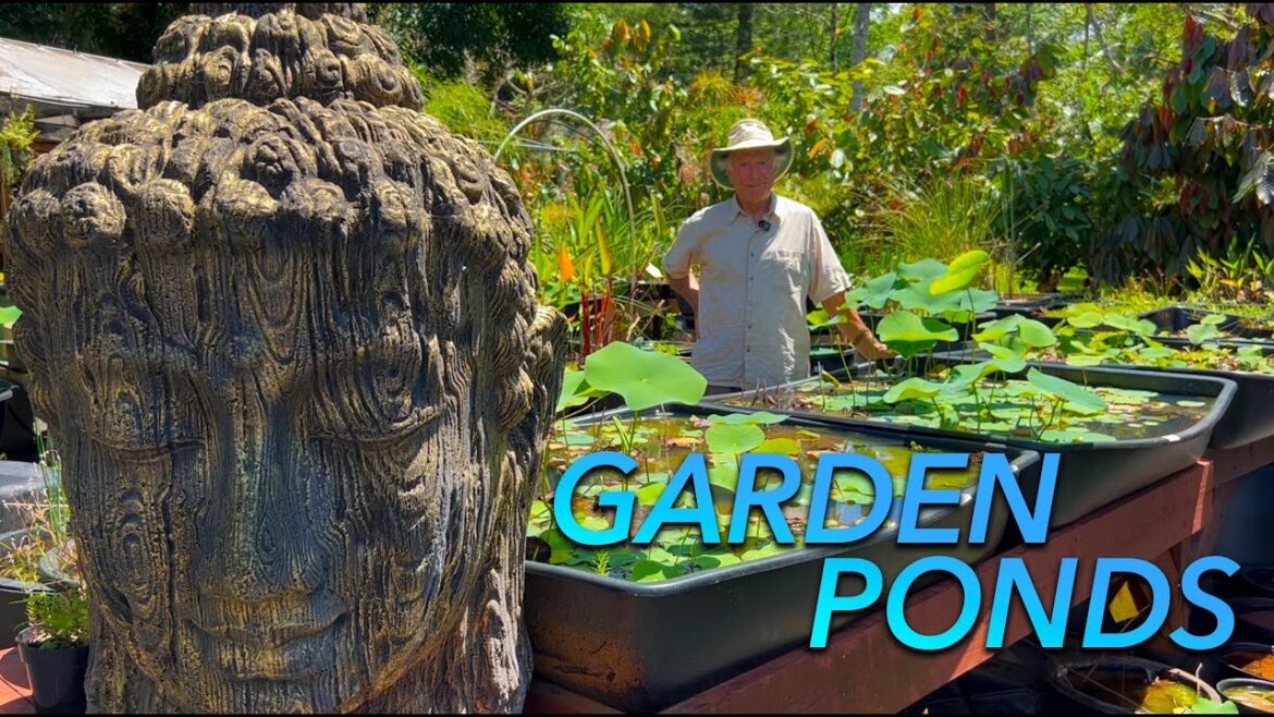 Container Pond Heaven – Garden Ponds Nursery Tour #ponds #aquaculture #aquarium Container Pond Heaven - Garden Ponds Nursery Tour #ponds #aquaculture #aquarium