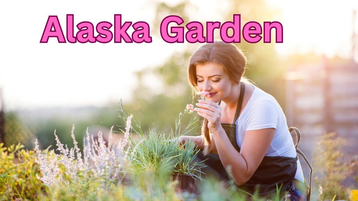 Weekly Gardening and Edible Wild Plants Update in Fairbanks AK | Wild Alaska Facts [High Resolution]