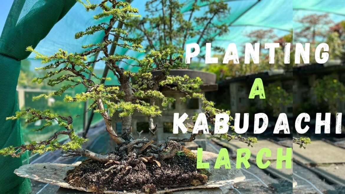Planting a Kabudachi Larch