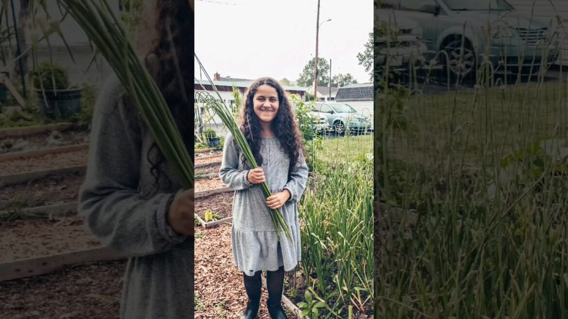 Harvesting Garlic Scapes π§ #SweetFamilyLife #CityGarden #gardening #garlic #family π #homeschooling Harvesting Garlic Scapes π§ #SweetFamilyLife #CityGarden #gardening #garlic #family π #homeschooling