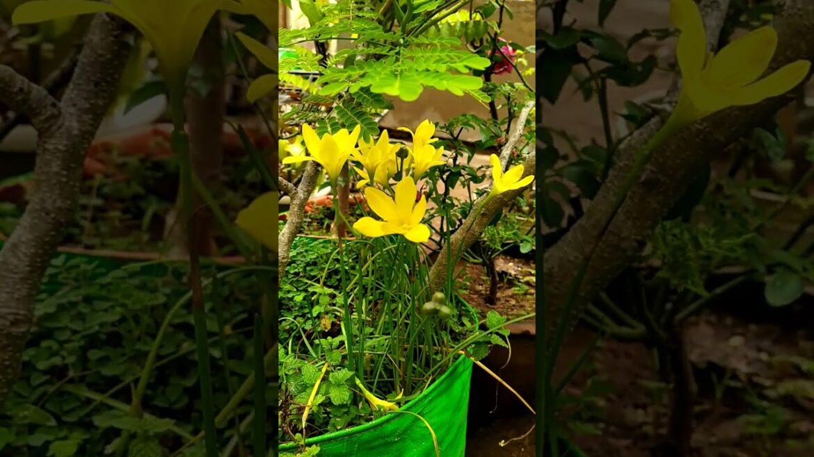 #gardeningvideos #terracegarden #shortsvideo #gardening #youtubeshorts #plant
