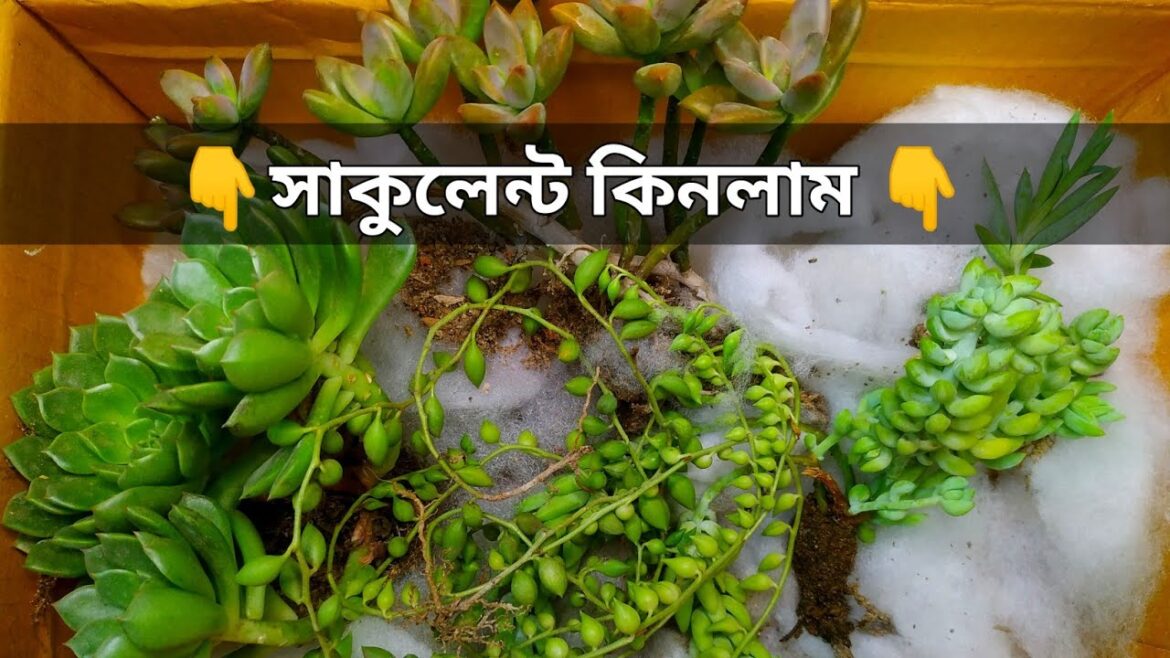 Succulents Plant Unboxing 2023