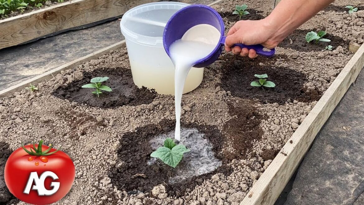 Cucumbers will grow in a moment! Just pour this over the cucumber shoots